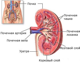 пиелонефрит заболевание почек
